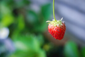 大棚草莓