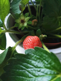 草莓静物细节摄影