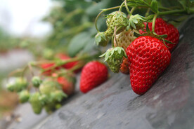 大棚草莓