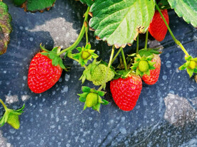 大棚草莓
