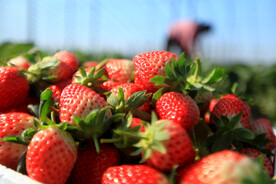 大棚摘草莓