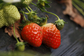 大棚草莓