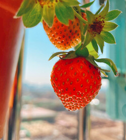 草莓细节特写摄影