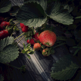 大棚草莓