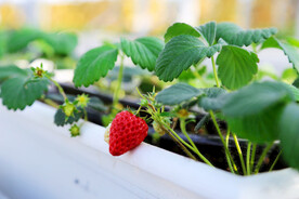 大棚草莓