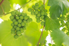 葡萄
