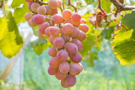 葡萄