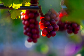 葡萄