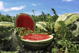 西瓜