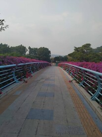 天桥和三角梅花