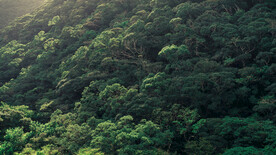 奄美群岛  日本  