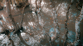 奄美群岛  日本   