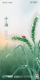 地产小满节气海报