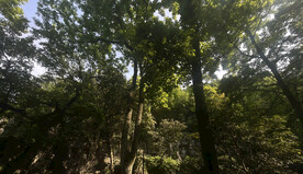 灵隐寺自然风景