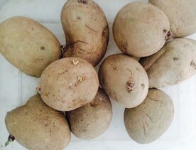 长芽土豆