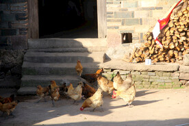 农村土鸡养殖
