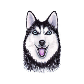 宠物狗  西伯利亚雪橇犬