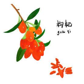 枸杞
