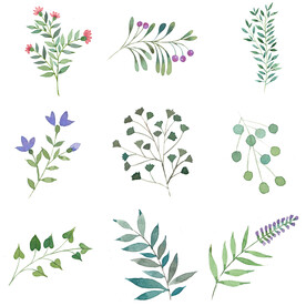 水彩植物叶子枝叶绿叶