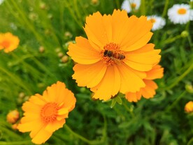 金鸡菊花里的蜜蜂