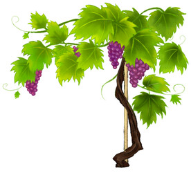葡萄