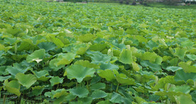 莲藕种植
