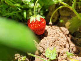 草莓