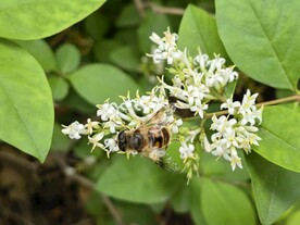 绿叶花朵上的小蜜蜂采蜜