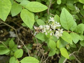 绿叶花朵上的小蜜蜂采蜜