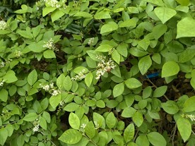 绿叶花朵上的小蜜蜂采蜜