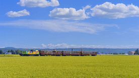 蓝天低下牧牛羊