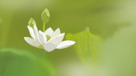 绿色初开白荷花壁纸