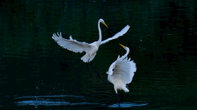 黑背夫妻白天鹅