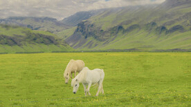 草原白马吃草壁纸