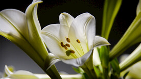 白色百合花儿
