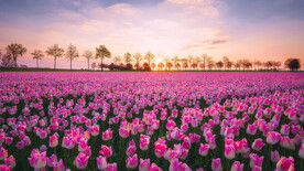 粉紫色整齐花丛