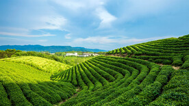 绿油油的南方茶山