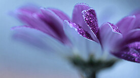 青色底紫色花瓣