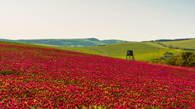 红花开满山美景