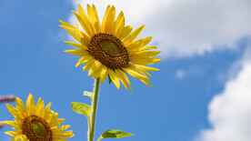 蓝天向日葵