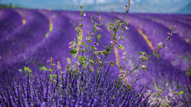 薰衣草田花
