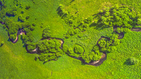 绿色大地一片绿色浓密风景护眼