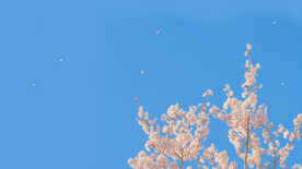 蓝空背景万里无云晴天仰视桃花枝