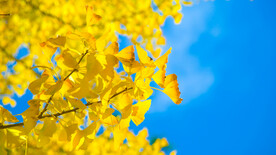 黄色银杏树叶晴空万里蓝天