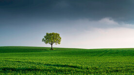 绿色草地独树一帜一棵树阴天了