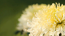 黄色菊花盛开背景虚化