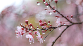水滴桃花朵朵开梅花开自苦寒来