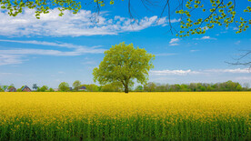 金黄麦芒绿油油大树立中间壁纸