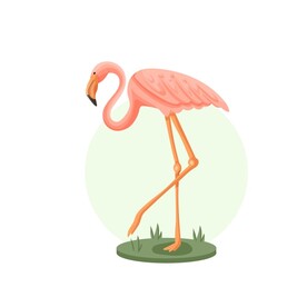火烈鸟