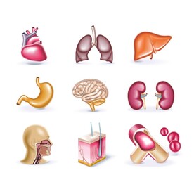 人体器官图